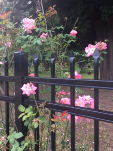 Roses - Portland